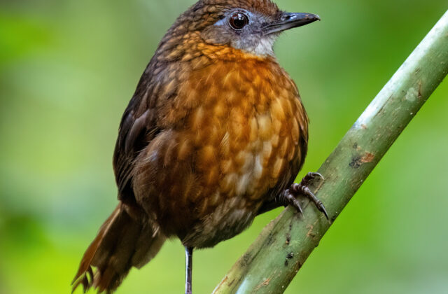 Rusty-breasted Wren-Babbler