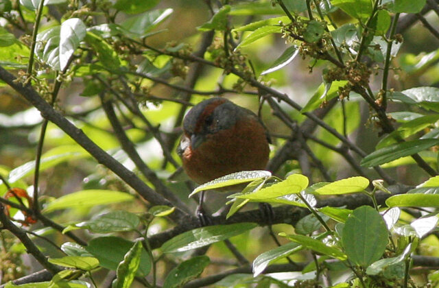 Rusty-browed Warbling Finch
