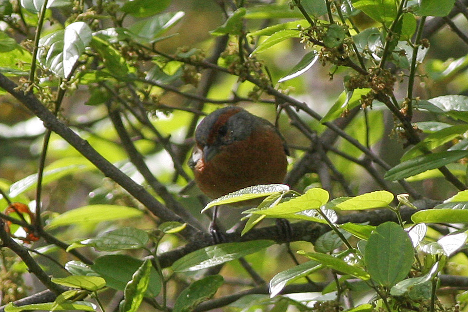 Rusty-browed Warbling Finch
