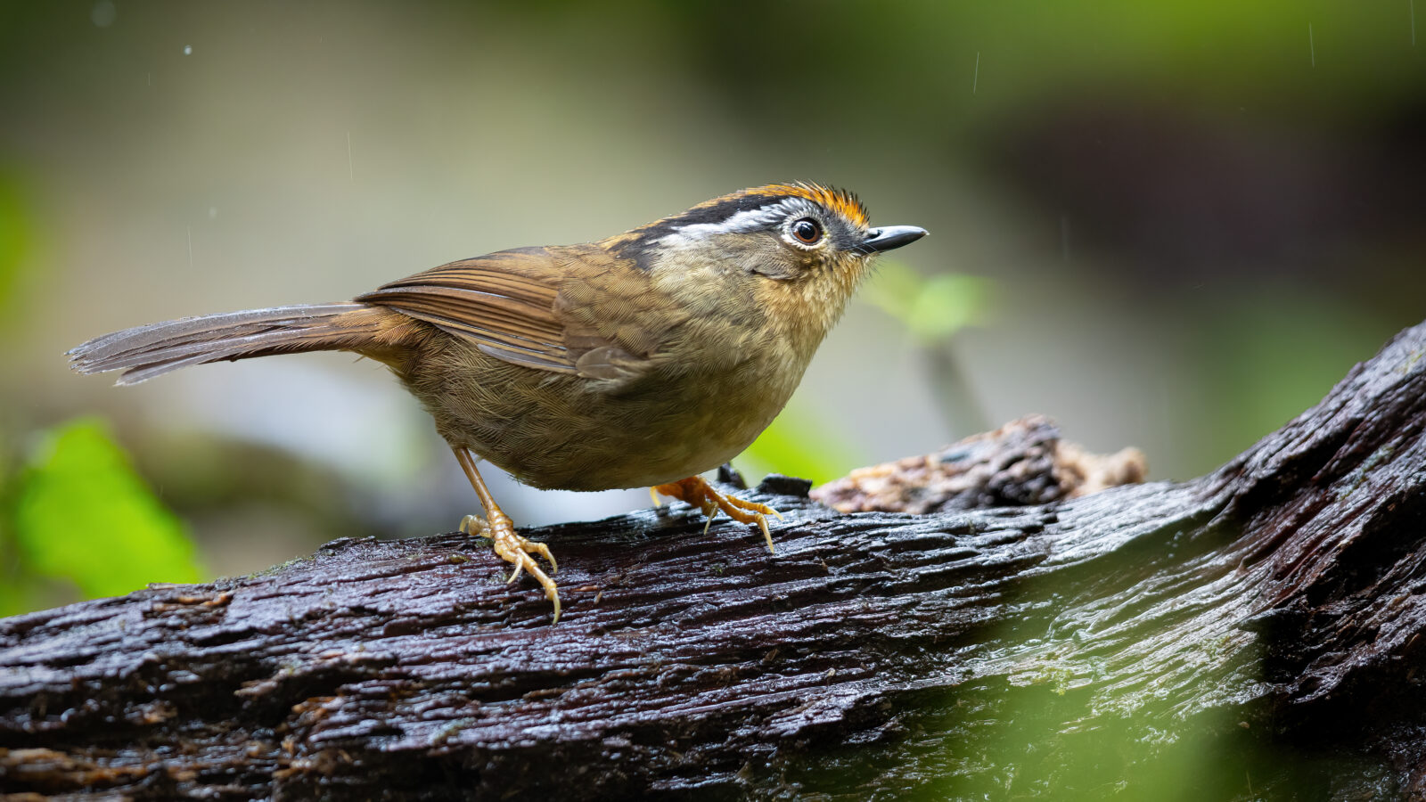 Rusty-capped Fulvetta