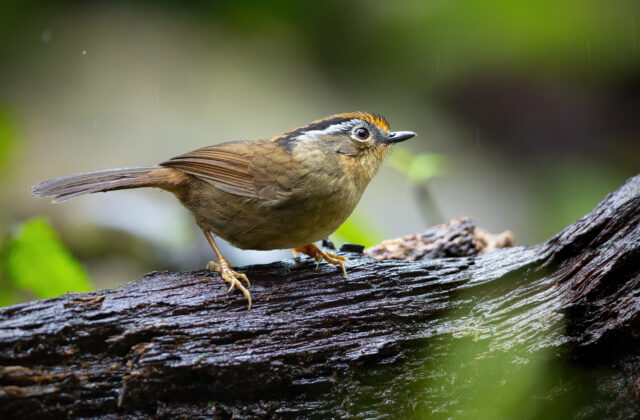 Rusty-capped Fulvetta