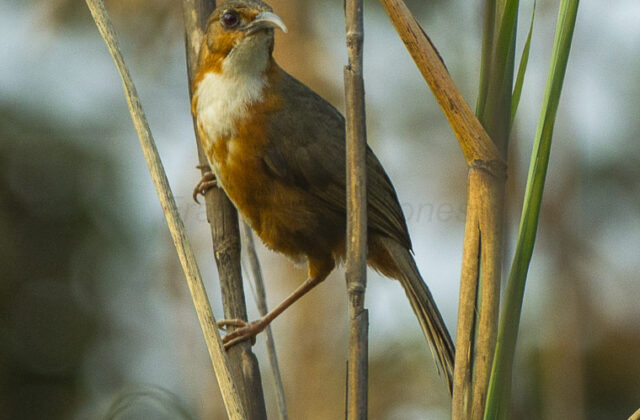 Red-eyed Scimitar Babbler