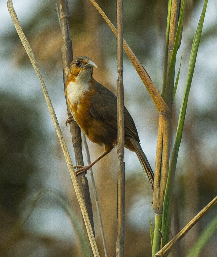 Red-eyed Scimitar Babbler
