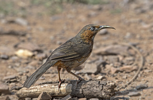 Rusty-cheeked Scimitar Babbler