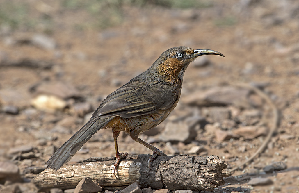 Rusty-cheeked Scimitar Babbler