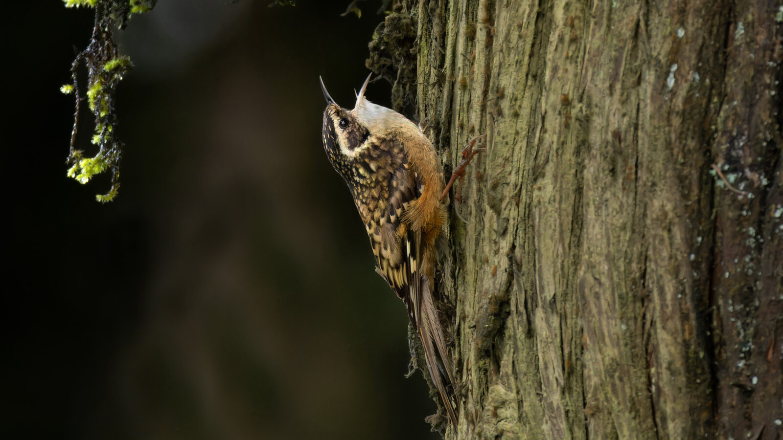 Rusty-flanked Treecreeper