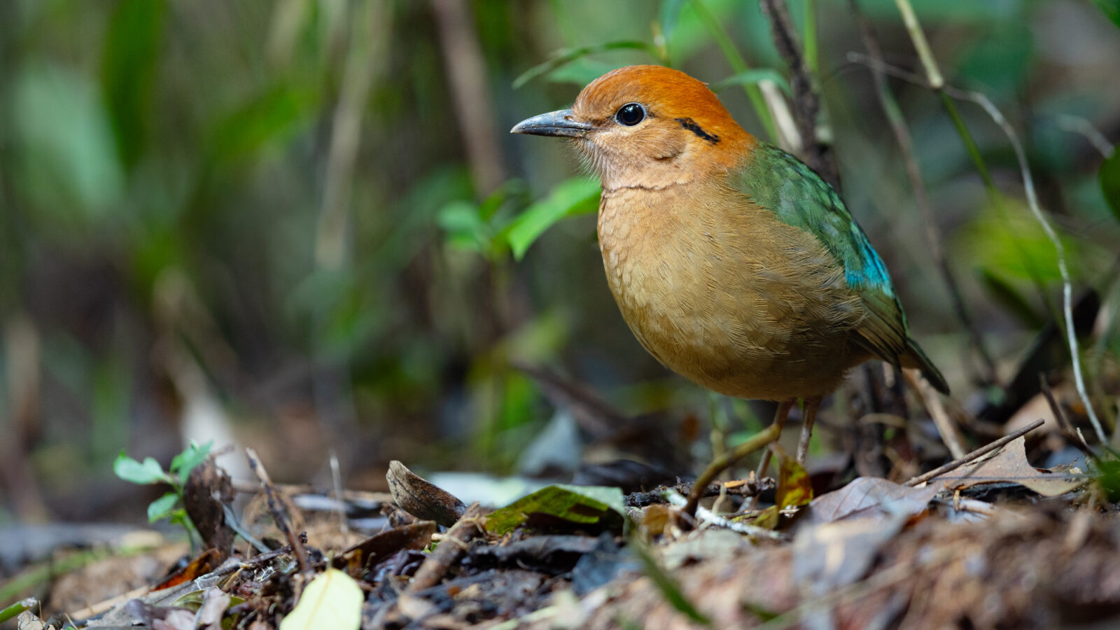 Rusty-naped Pitta