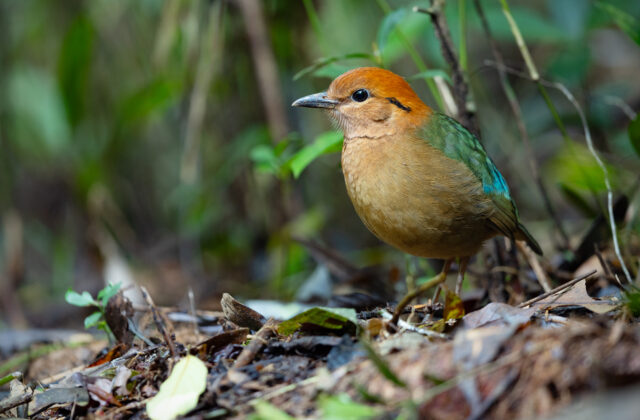 Rusty-naped Pitta
