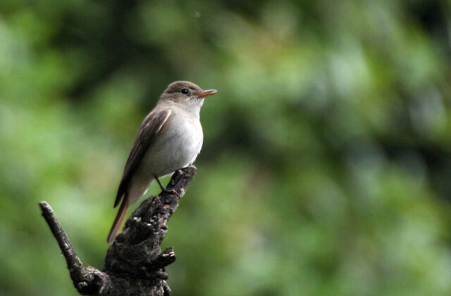Rusty-tailed Flycatcher