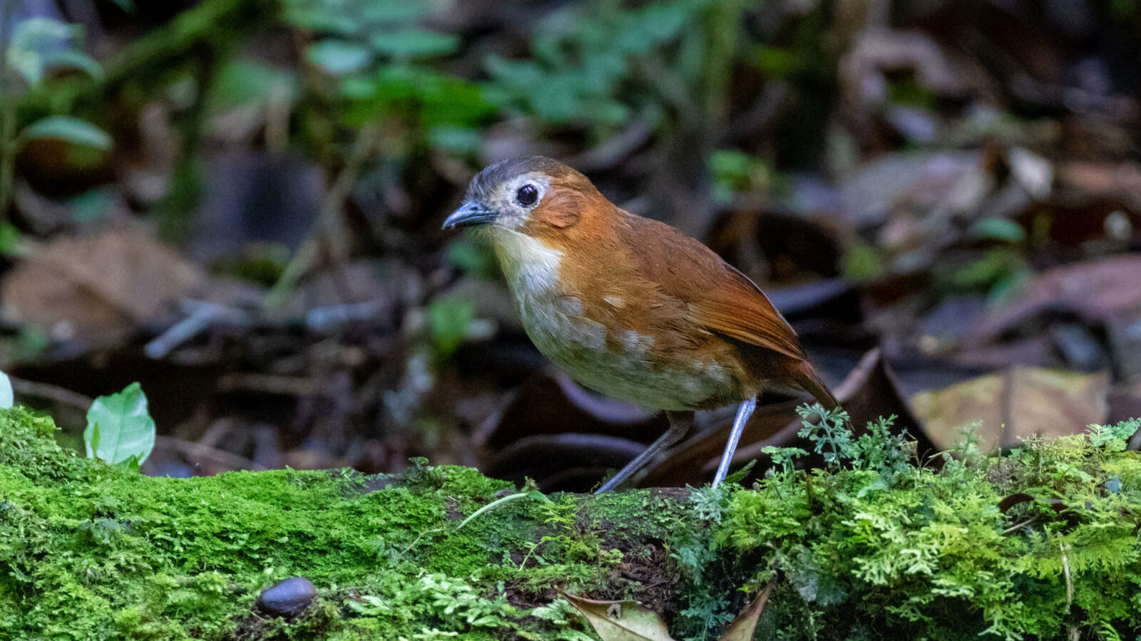 Rusty-tinged Antpitta