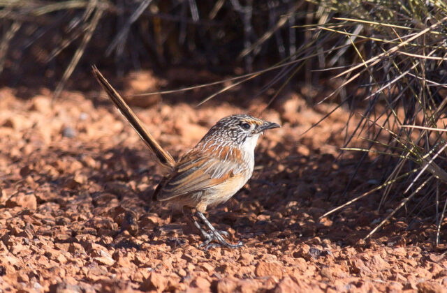 Opalton Grasswren