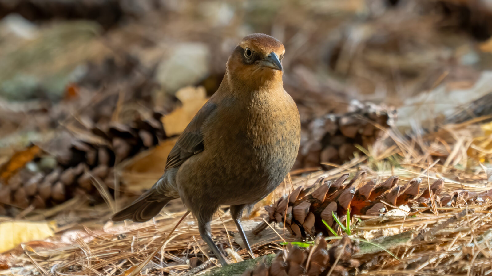 Rusty Blackbird
