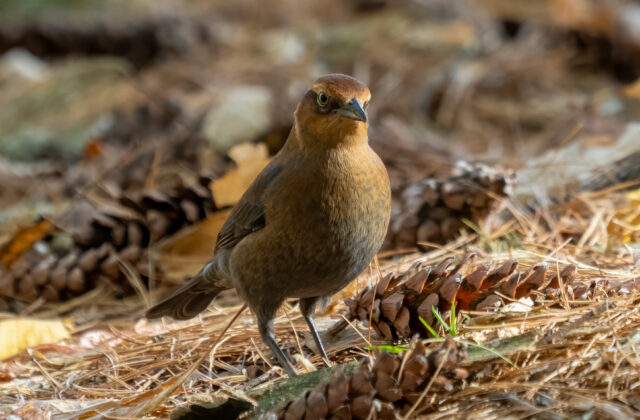 Rusty Blackbird