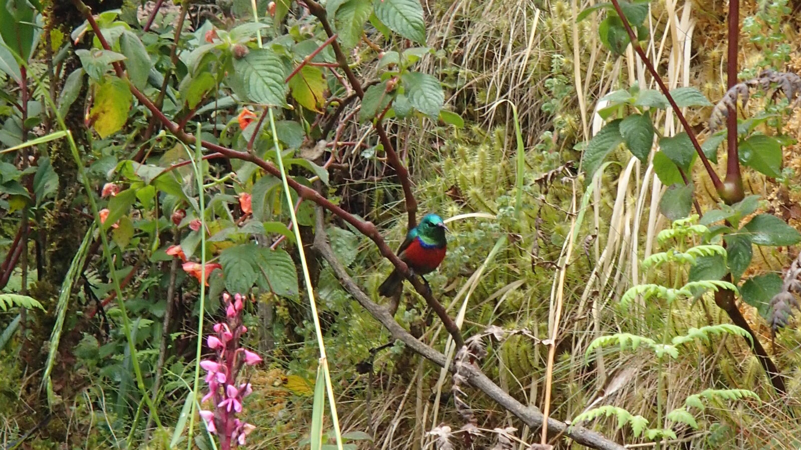 Rwenzori Double-collared Sunbird