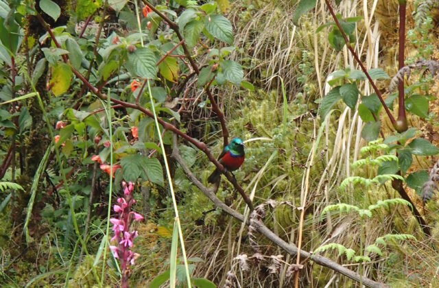 Rwenzori Double-collared Sunbird