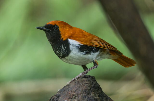 Ryukyu Robin