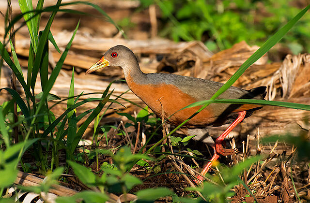 Little Wood Rail