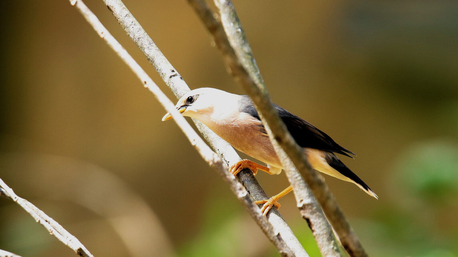 Burmese Myna
