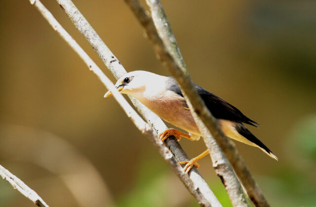 Burmese Myna