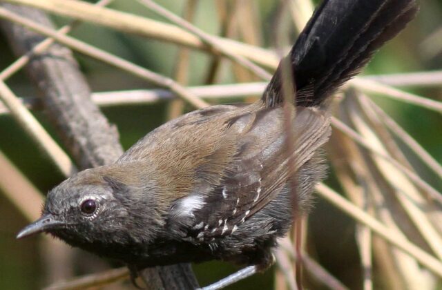 Marsh Antwren