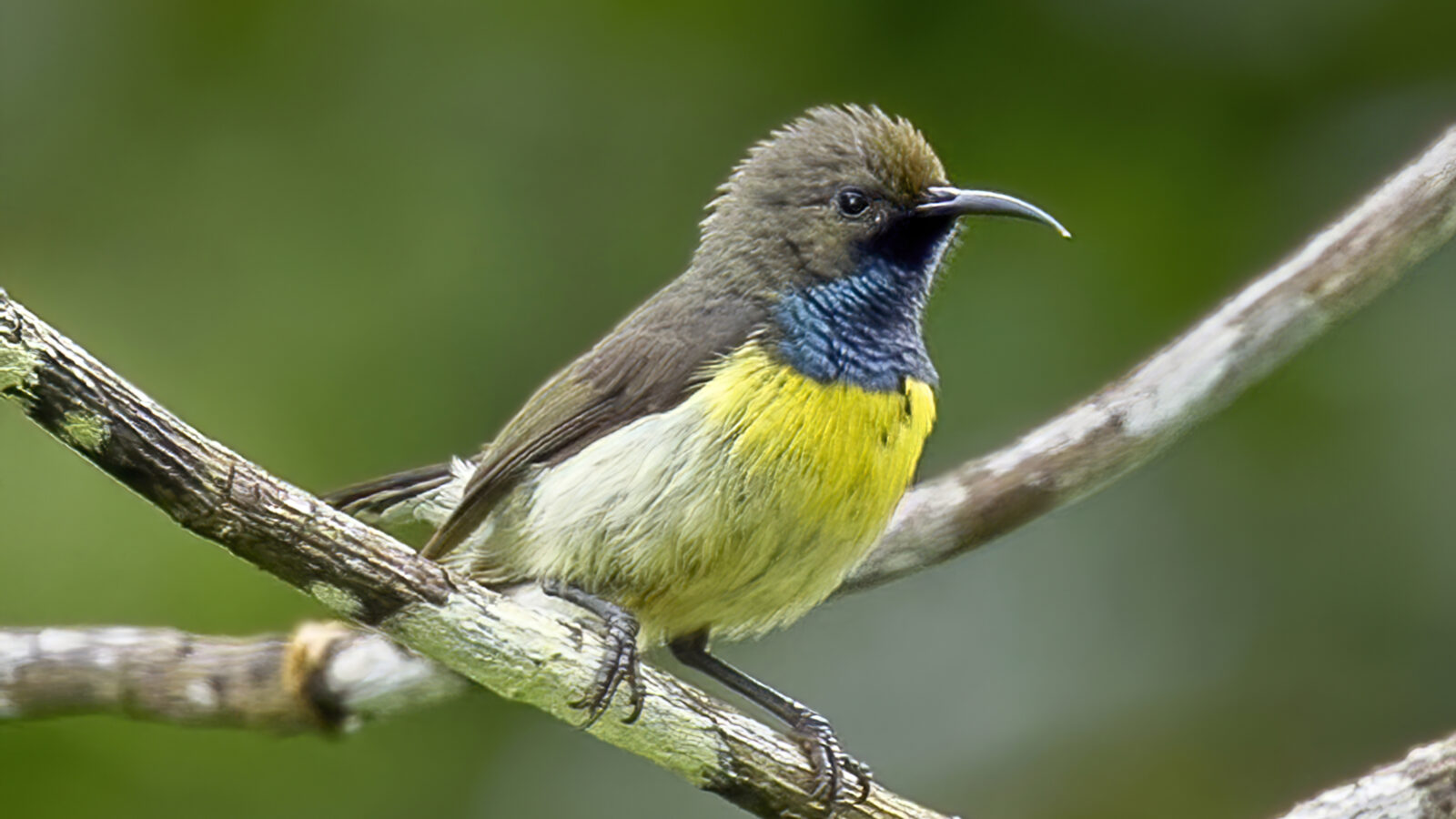 Newton’s Sunbird