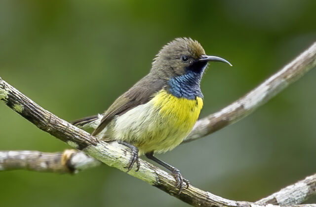 Newton’s Sunbird