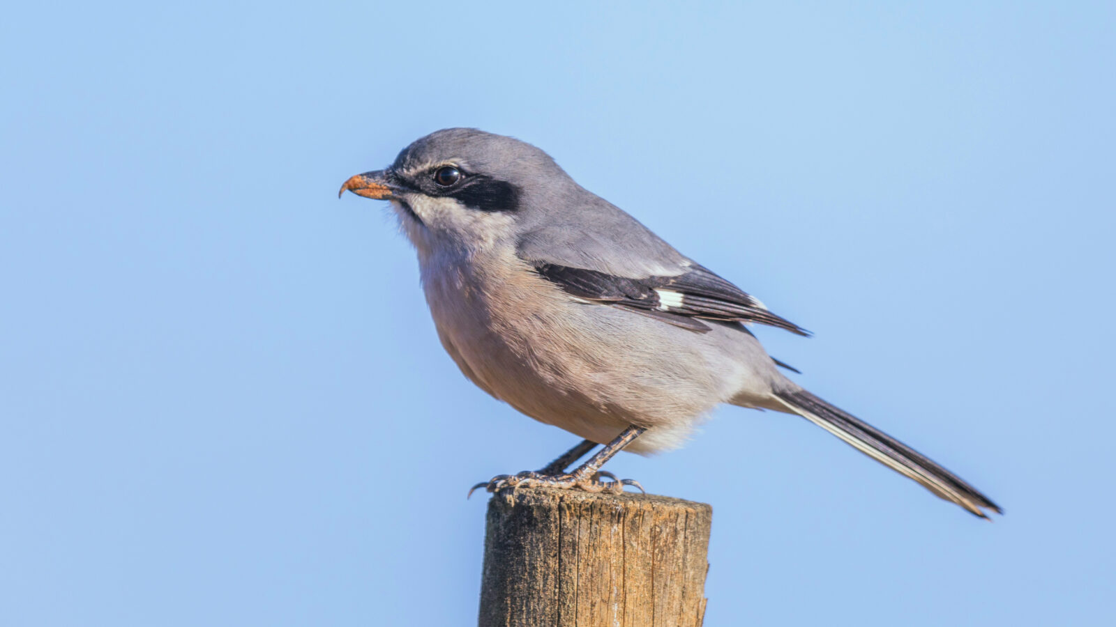 Iberian Grey Shrike