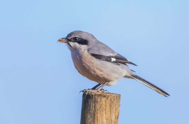 Iberian Grey Shrike