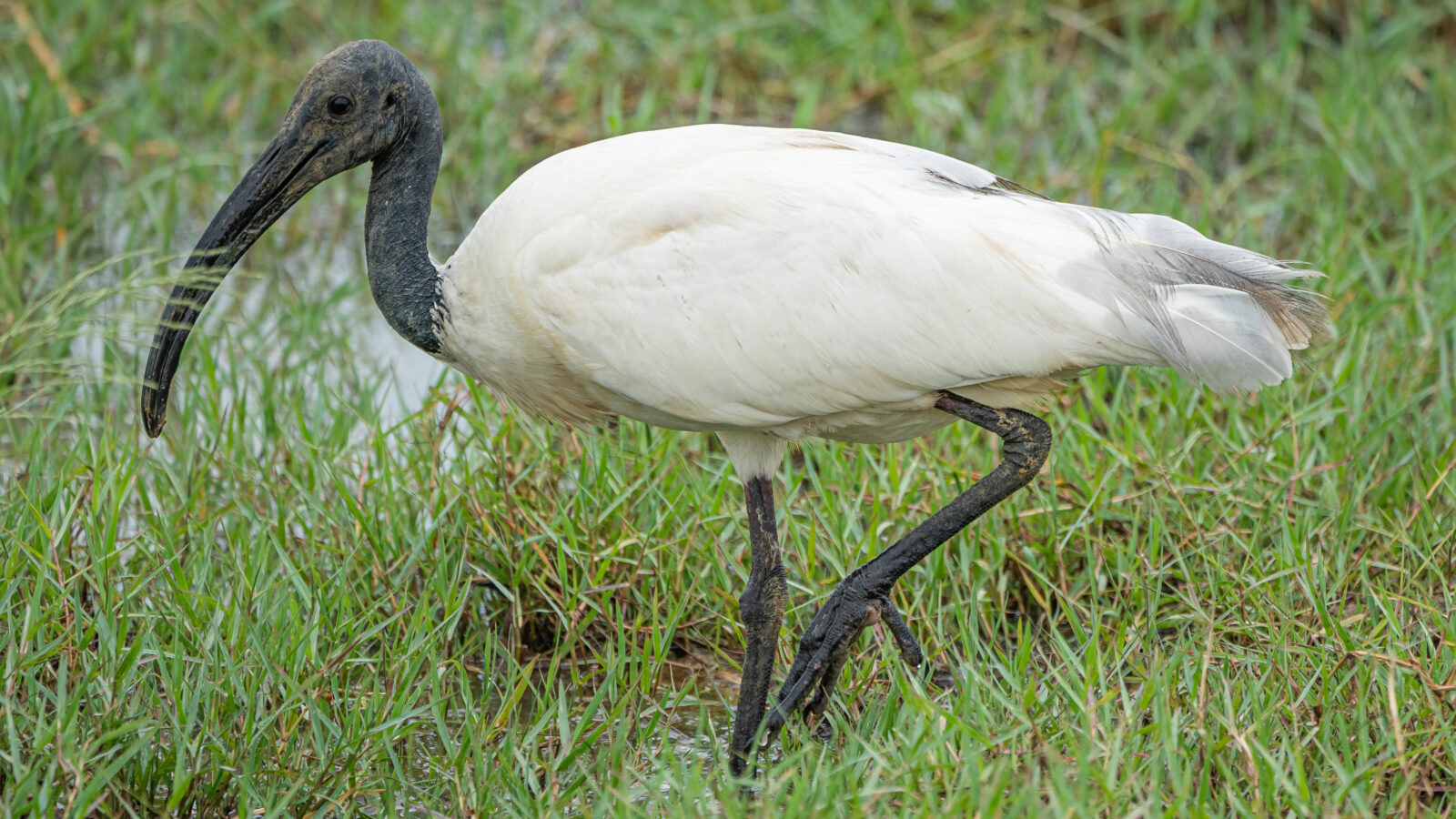 Black-headed Ibis