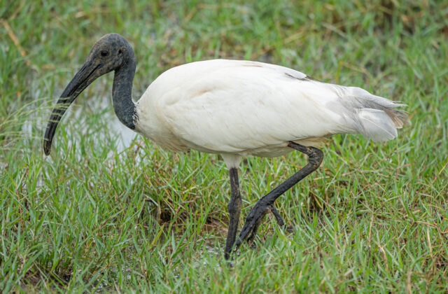 Black-headed Ibis
