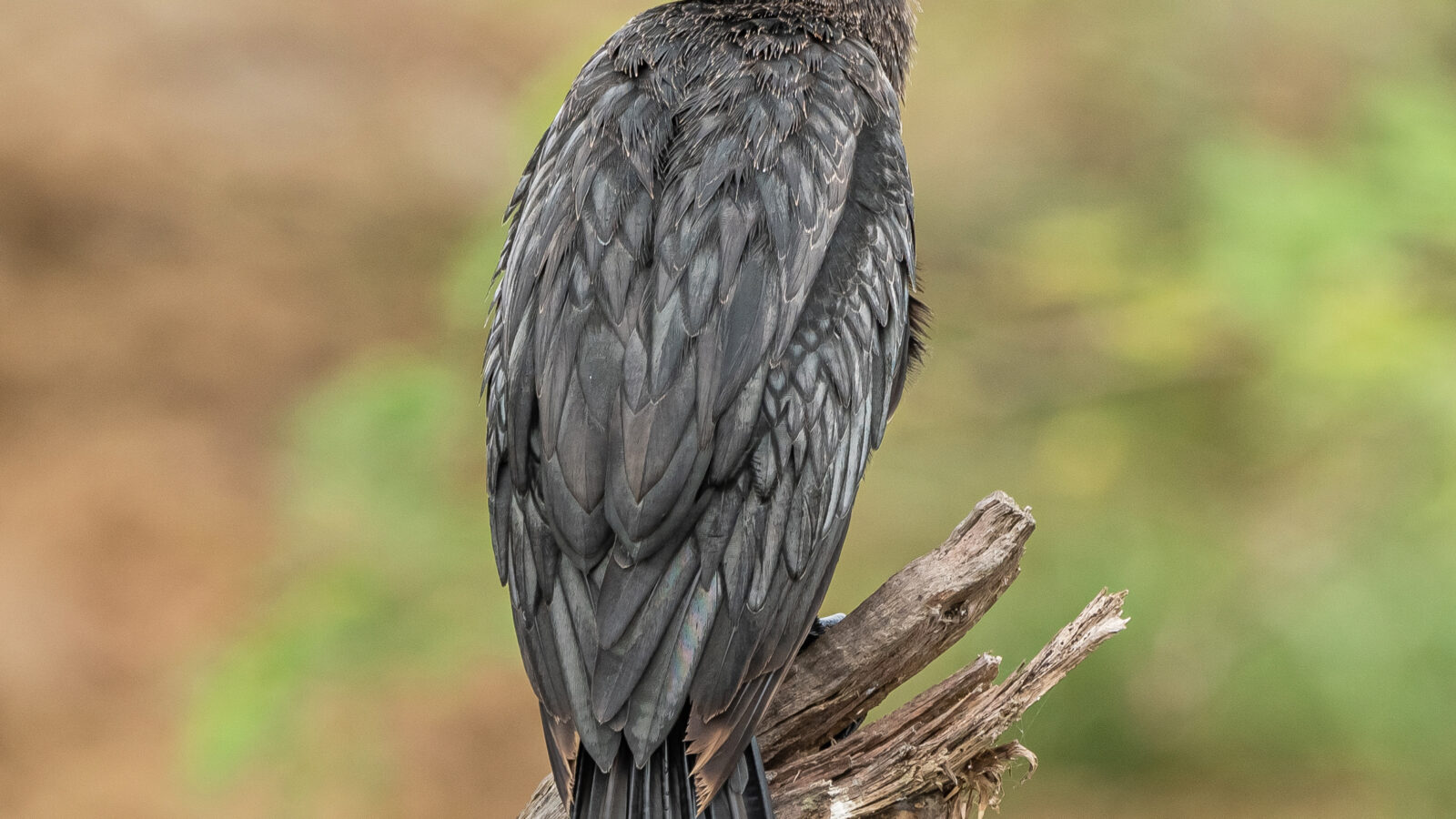 Little Cormorant