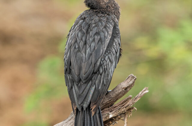 Little Cormorant