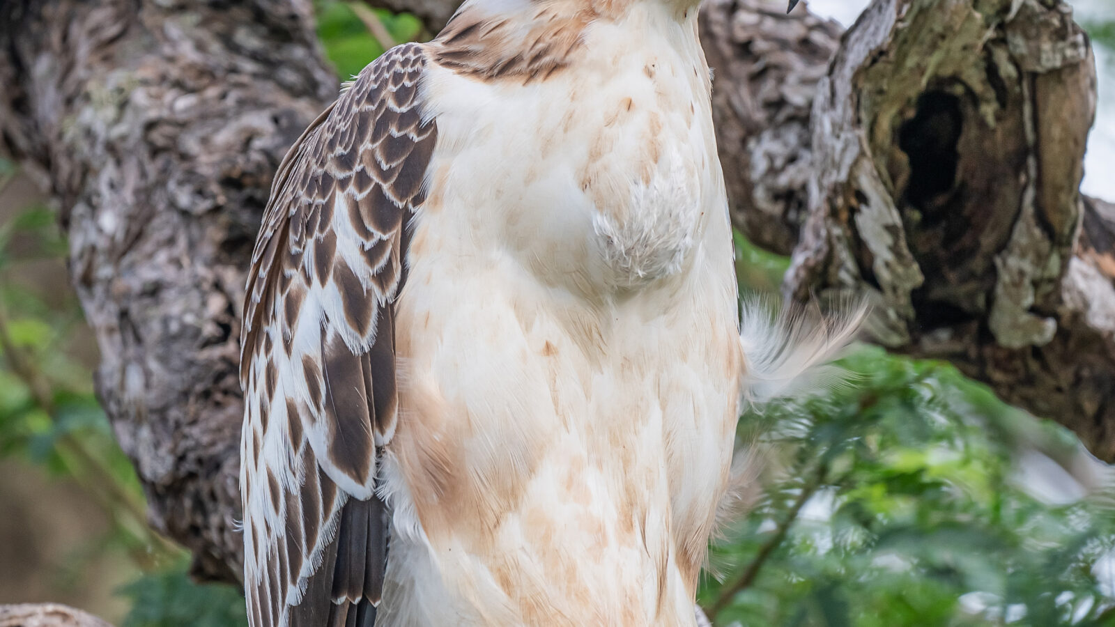 Changeable Hawk-Eagle