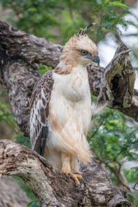 Changeable Hawk-Eagle