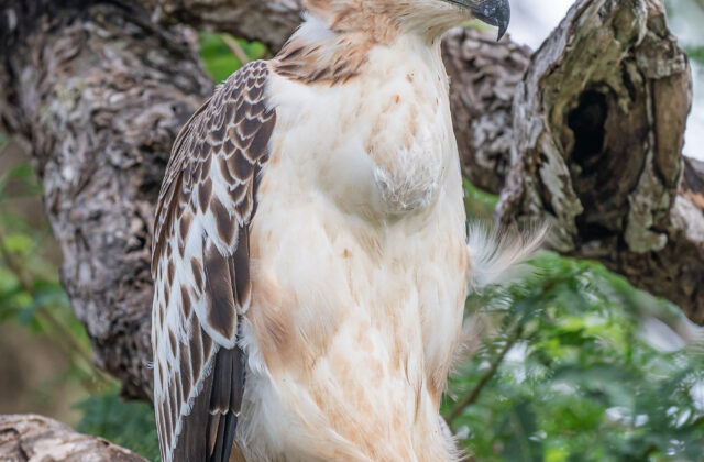 Changeable Hawk-Eagle