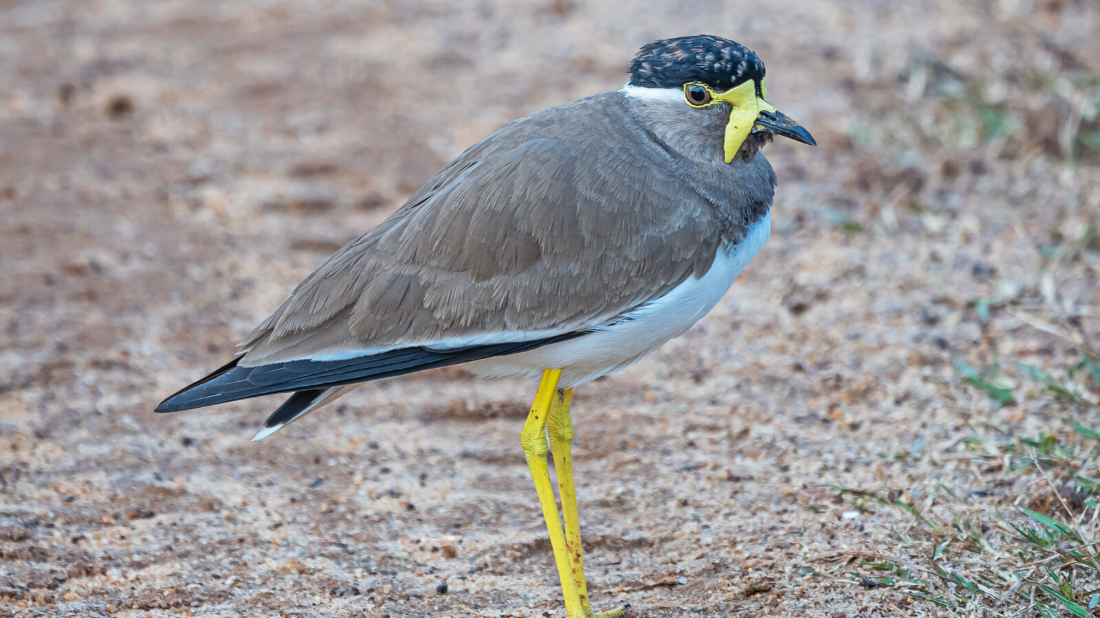 Yellow-wattled Lapwing
