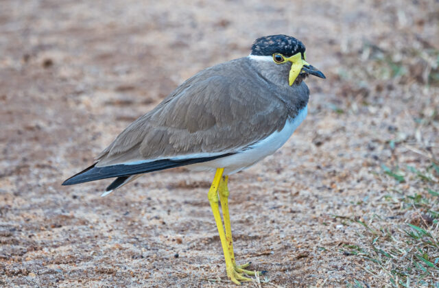 Yellow-wattled Lapwing