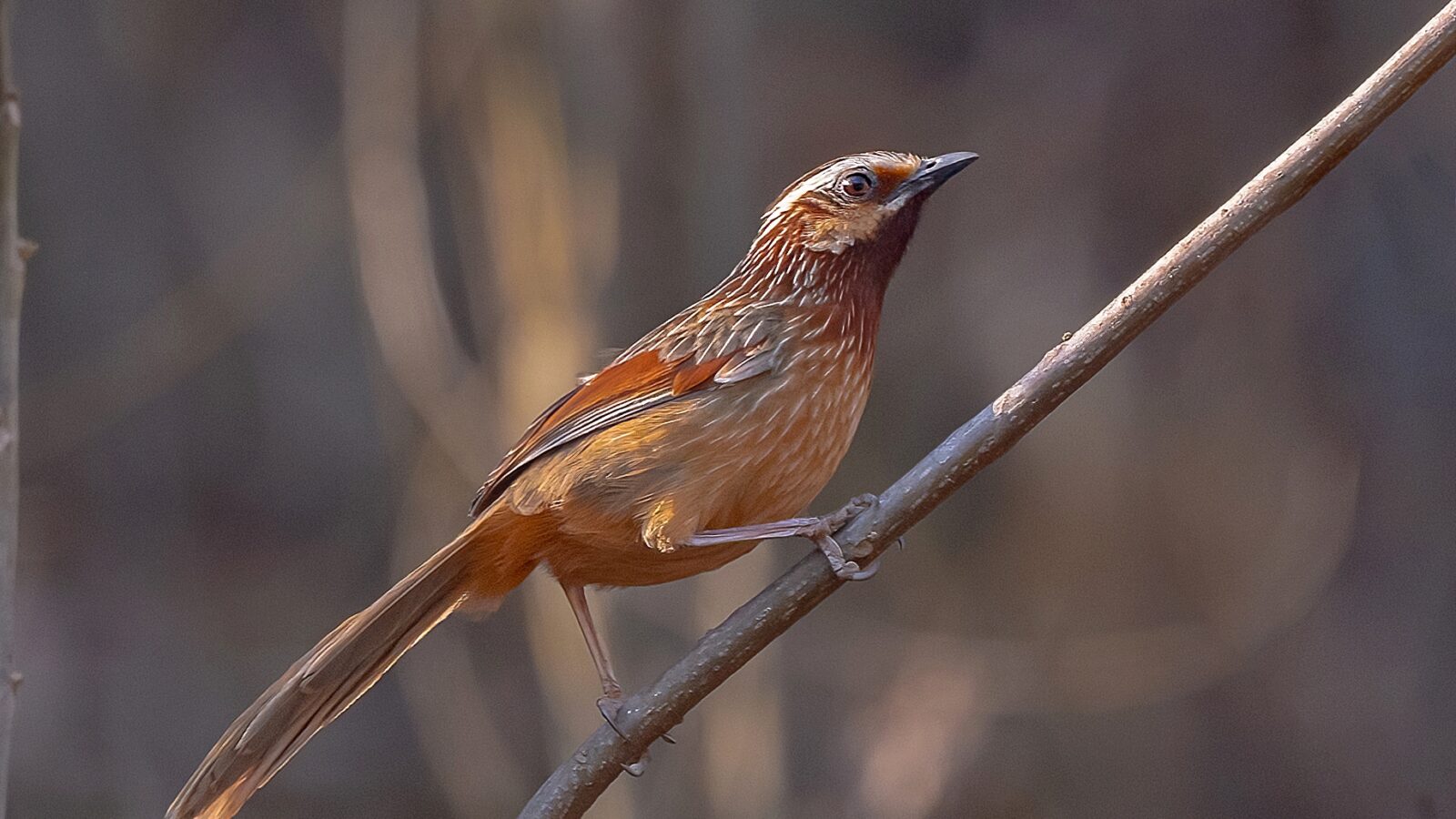 Striped Laughingthrush
