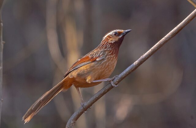 Striped Laughingthrush