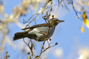Grey-sided Thrush