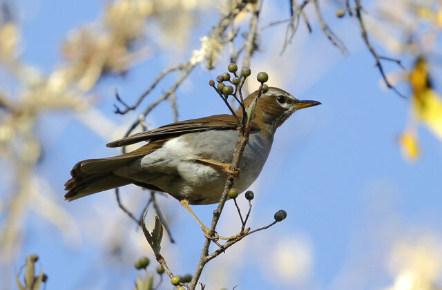 Grey-sided Thrush