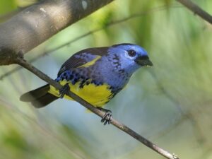 Turquoise Tanager