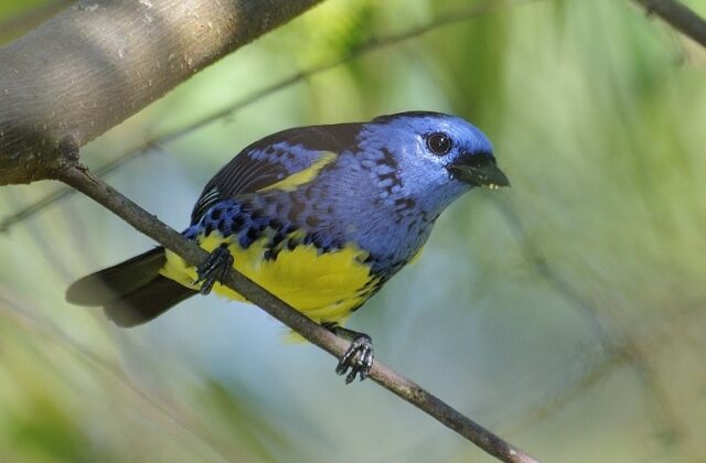 Turquoise Tanager