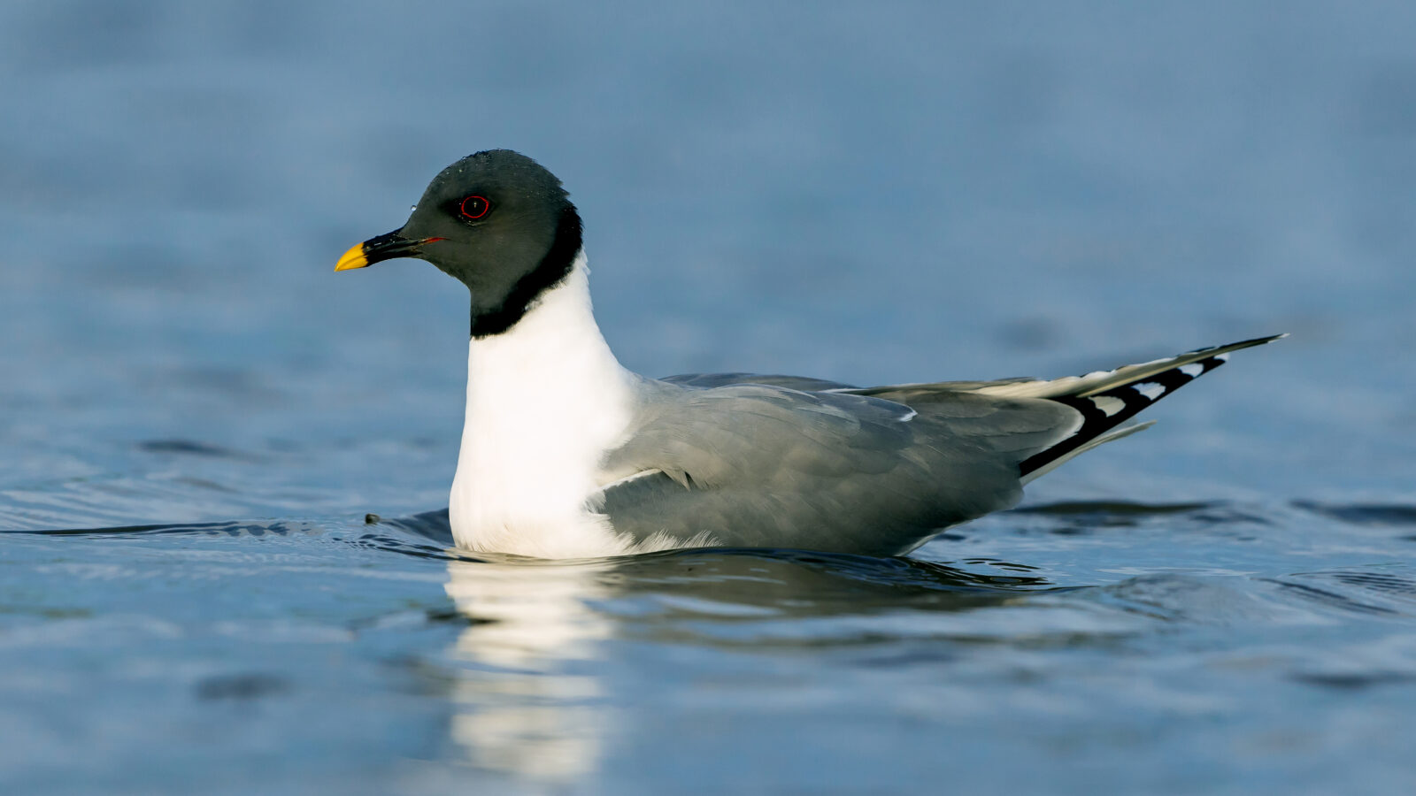 Sabine’s Gull