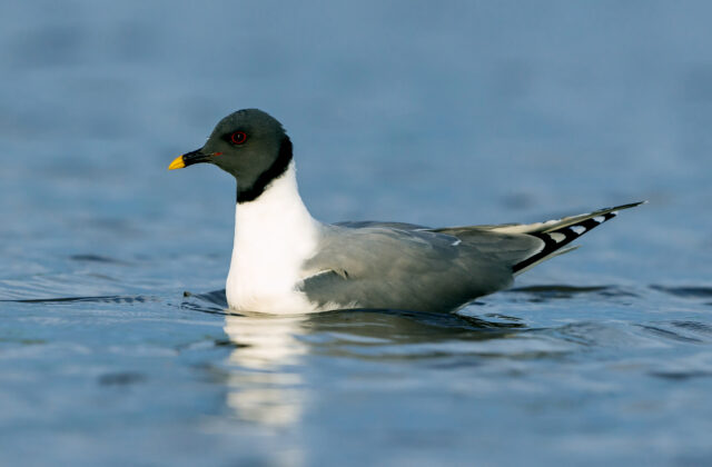 Sabine’s Gull