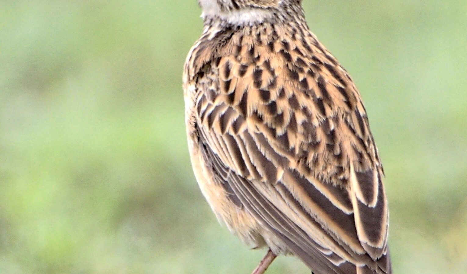 Sabota Lark