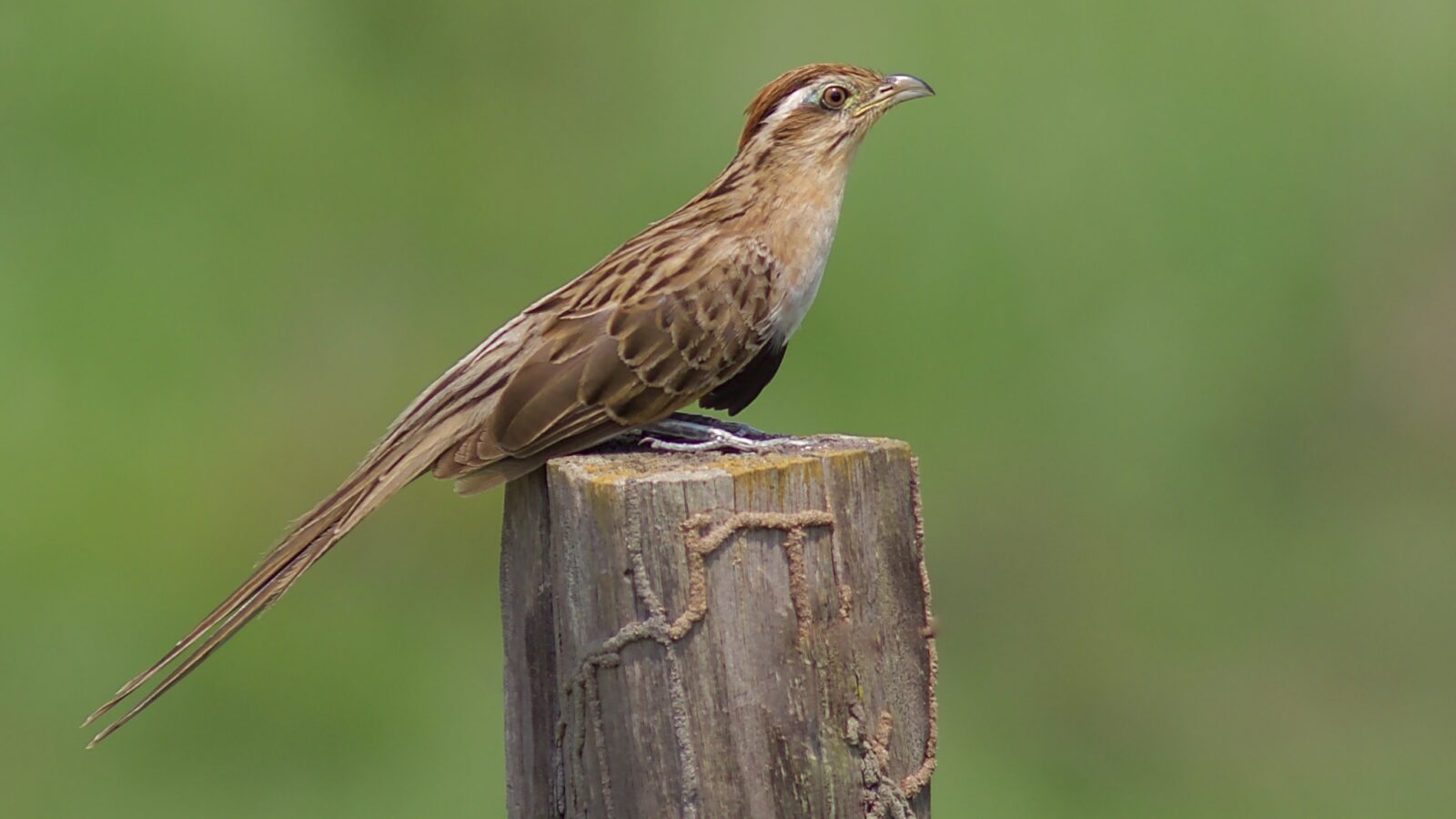 Striped Cuckoo