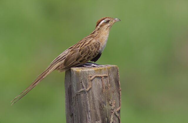 Striped Cuckoo