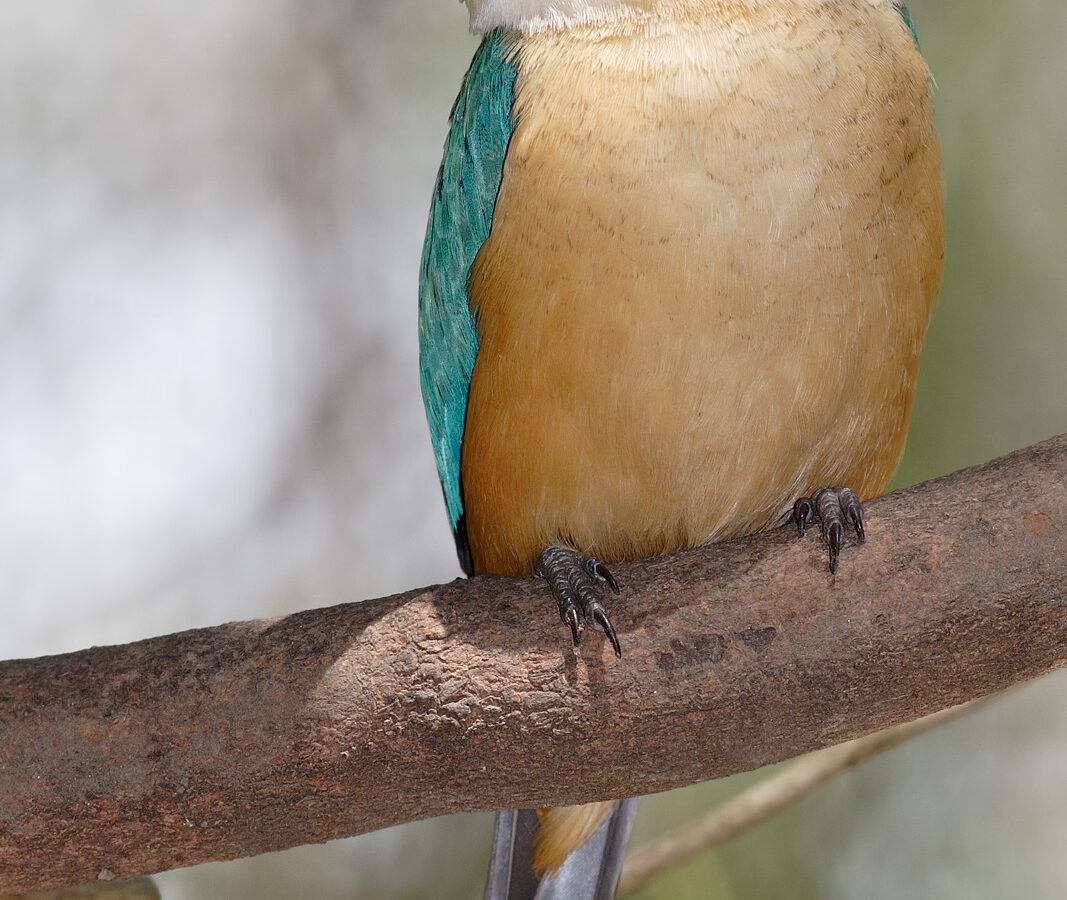 Sacred Kingfisher