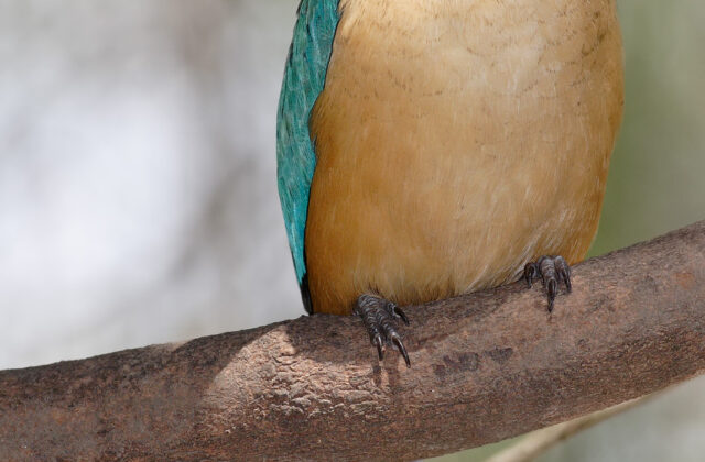 Sacred Kingfisher
